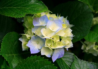 Hydrangeas